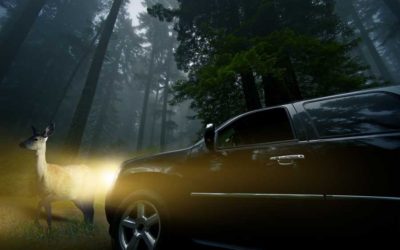 Driving Safely During Deer Season
